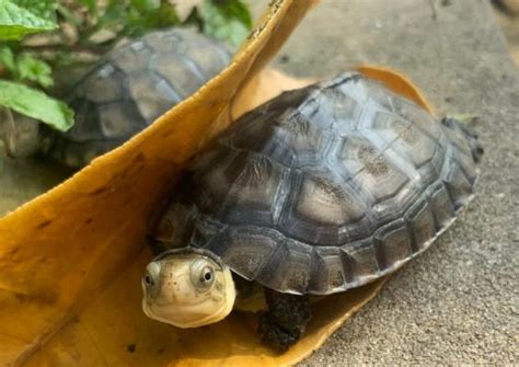 養小烏龜注意事項|【養烏龜懶人包】烏龜飼養攻略大公開，新手趕快學起。